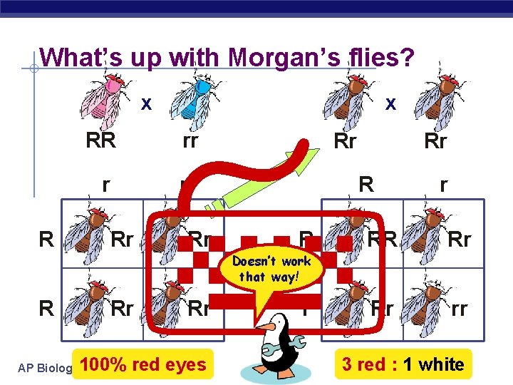What’s up with Morgan’s flies? x RR r R x Rr rr Rr R