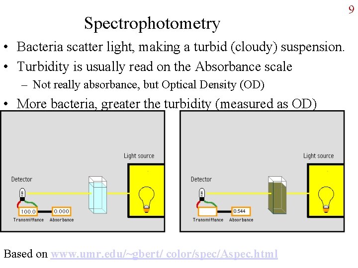 Spectrophotometry • Bacteria scatter light, making a turbid (cloudy) suspension. • Turbidity is usually