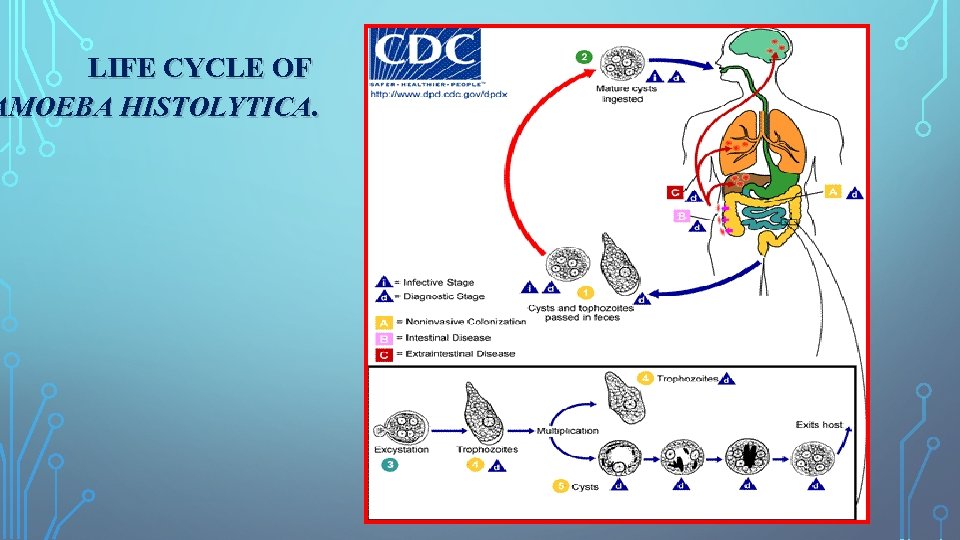 LIFE CYCLE OF AMOEBA HISTOLYTICA. 