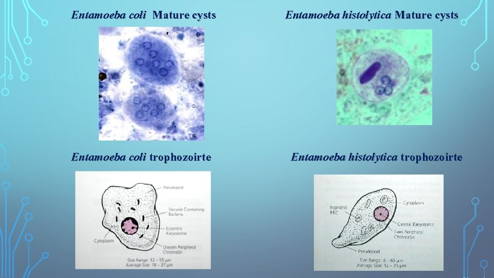 Entamoeba coli Mature cysts Entamoeba coli trophozoirte Entamoeba histolytica Mature cysts Entamoeba histolytica trophozoirte