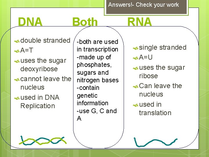 Answers!- Check your work DNA double Both stranded -both are used in transcription -made