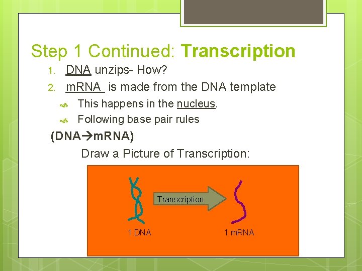 Step 1 Continued: Transcription 1. 2. DNA unzips- How? m. RNA is made from