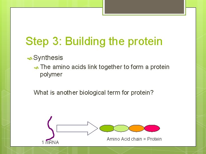 Step 3: Building the protein Synthesis The amino acids link together to form a