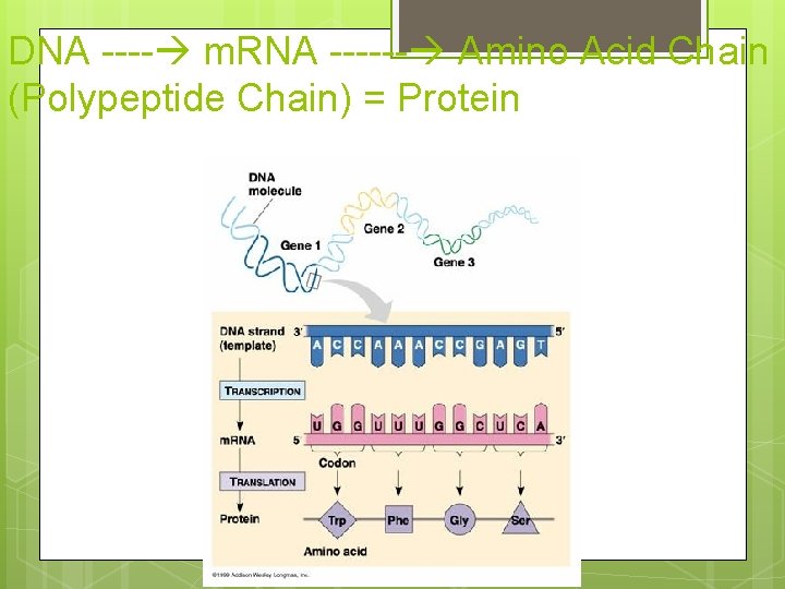 DNA ---- m. RNA ------ Amino Acid Chain (Polypeptide Chain) = Protein 