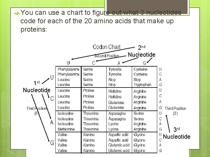  You can use a chart to figure out what 3 nucleotides code for