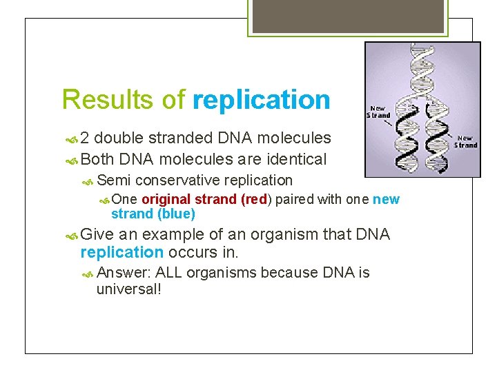 Results of replication 2 double stranded DNA molecules Both DNA molecules are identical Semi
