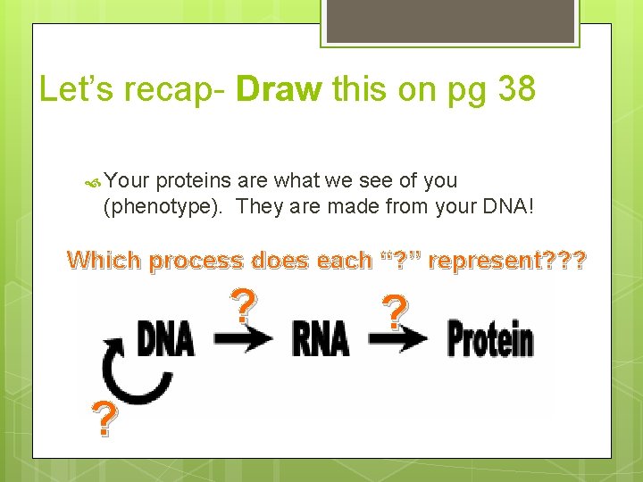 Let’s recap- Draw this on pg 38 Your proteins are what we see of