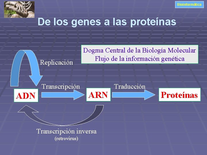 Bioinformática De los genes a las proteínas Replicación Transcripción ADN Dogma Central de la