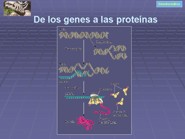 Bioinformática De los genes a las proteínas 