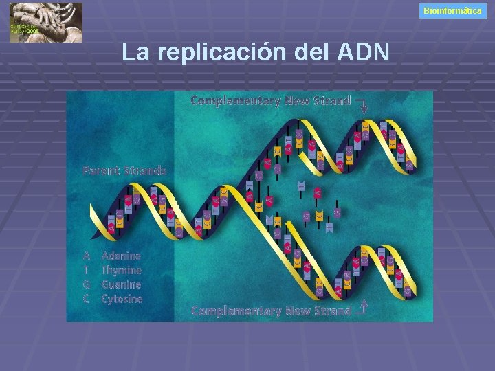 Bioinformática La replicación del ADN 