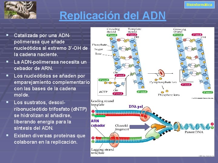 Bioinformática Replicación del ADN § Catalizada por una ADNpolimerasa que añade nucleótidos al extremo