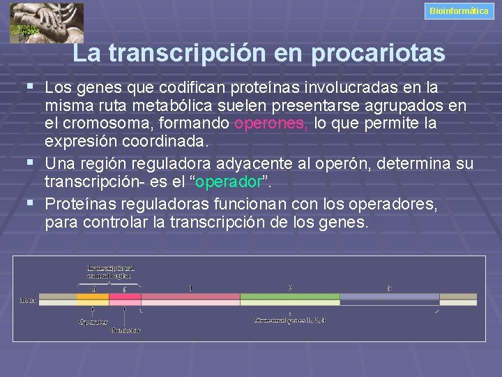 Bioinformática La transcripción en procariotas § Los genes que codifican proteínas involucradas en la