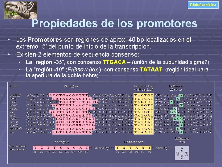 Bioinformática Propiedades de los promotores • Los Promotores son regiones de aprox. 40 bp