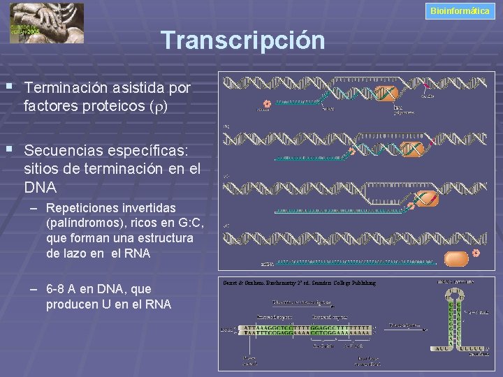 Bioinformática Transcripción § Terminación asistida por factores proteicos (r) § Secuencias específicas: sitios de