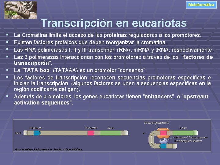 Bioinformática Transcripción en eucariotas § § La Cromatina limita el acceso de las proteínas