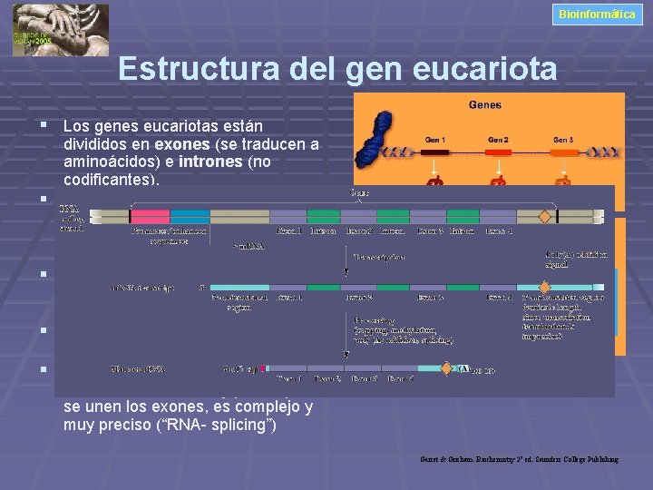 Bioinformática Estructura del gen eucariota § Los genes eucariotas están § § divididos en