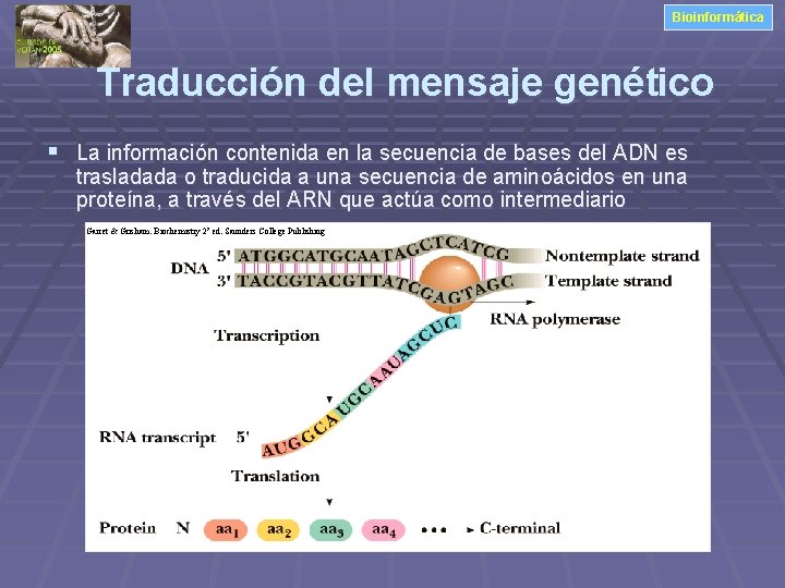 Bioinformática Traducción del mensaje genético § La información contenida en la secuencia de bases