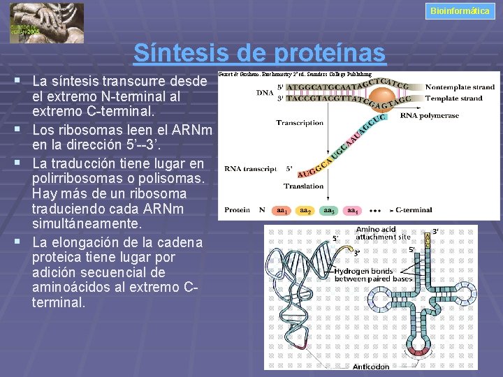 Bioinformática Síntesis de proteínas § La síntesis transcurre desde el extremo N-terminal al extremo