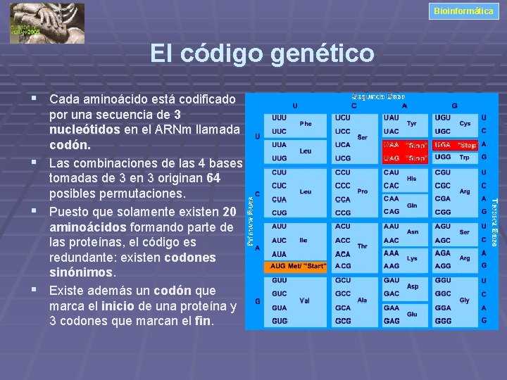 Bioinformática El código genético § Cada aminoácido está codificado § § § por una