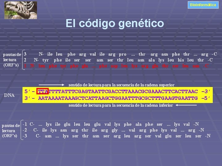 Bioinformática El código genético N- ile leu phe arg val ile arg pro. .