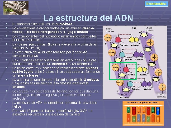 Bioinformática § § § La estructura del ADN El monómero del ADN es un