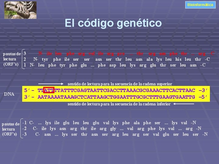 Bioinformática El código genético N- ile leu phe arg val ile arg pro. .