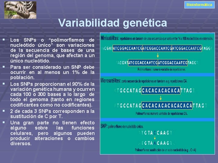 Bioinformática Variabilidad genética § Los SNPs o “polimorfismos de § § nucleótido único” son