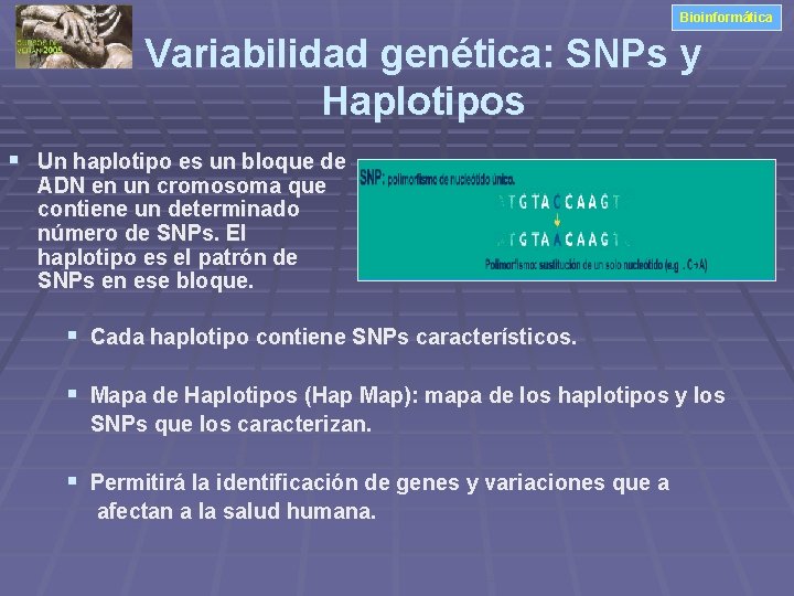 Bioinformática Variabilidad genética: SNPs y Haplotipos § Un haplotipo es un bloque de ADN