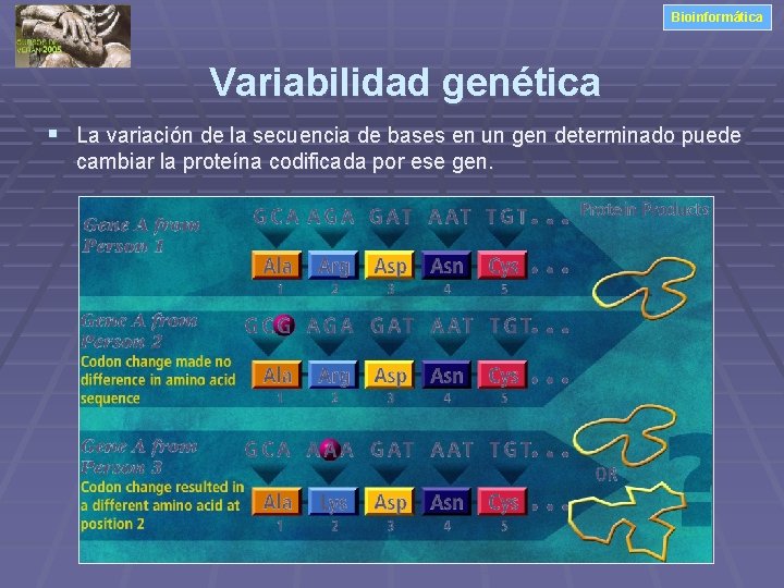 Bioinformática Variabilidad genética § La variación de la secuencia de bases en un gen
