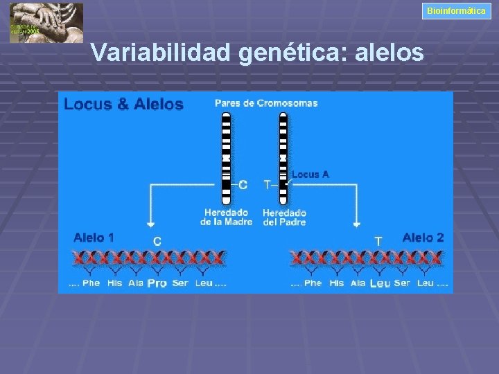 Bioinformática Variabilidad genética: alelos 