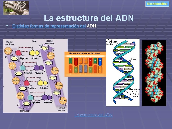 Bioinformática La estructura del ADN § Distintas formas de representación del ADN La estructura