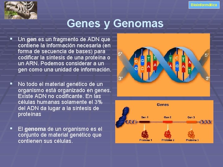 Bioinformática Genes y Genomas § Un gen es un fragmento de ADN que contiene