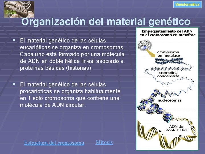 Bioinformática Organización del material genético § El material genético de las células eucarióticas se