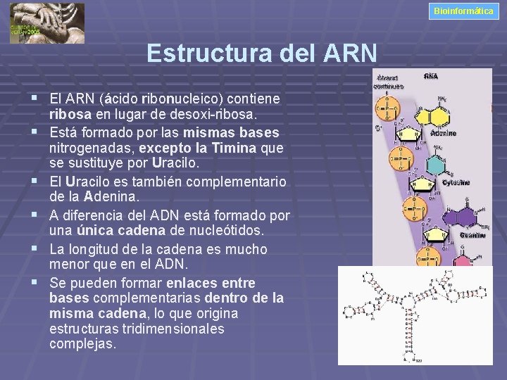 Bioinformática Estructura del ARN § El ARN (ácido ribonucleico) contiene § § § ribosa