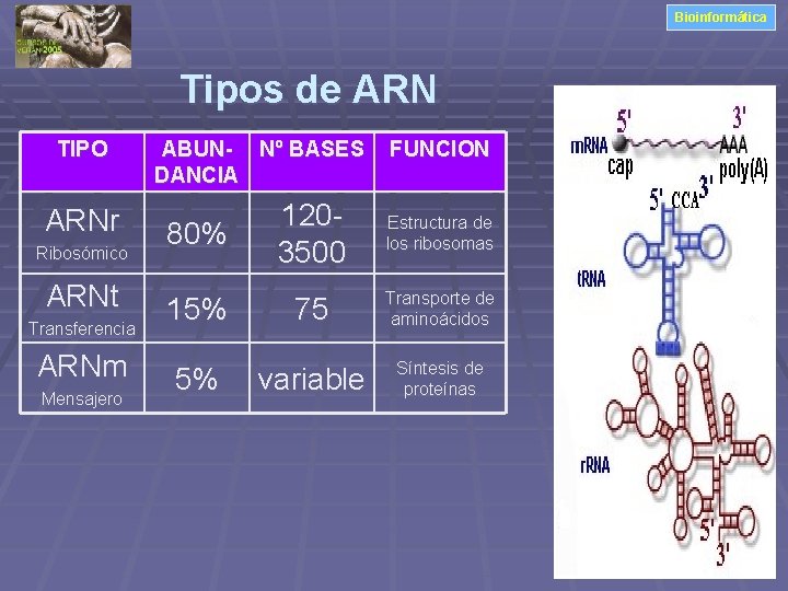 Bioinformática Tipos de ARN TIPO ARNr Ribosómico ARNt Transferencia ARNm Mensajero ABUN- Nº BASES