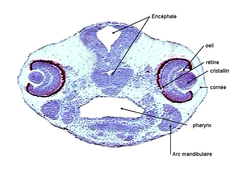 Encéphale oeil rétine cristallin cornée pharynx Arc mandibulaire 