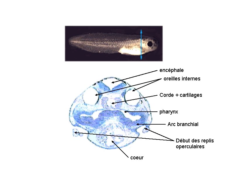 encéphale oreilles internes Corde + cartilages pharynx Arc branchial Début des replis operculaires coeur