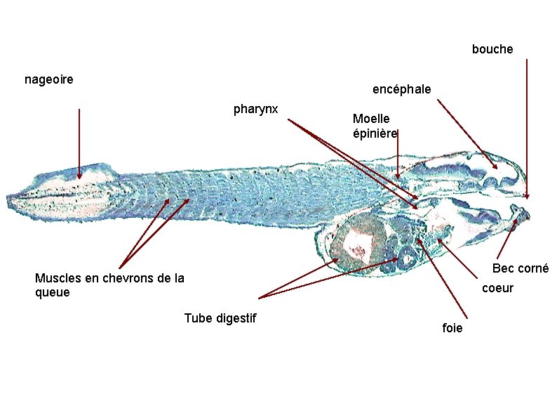 bouche nageoire encéphale pharynx Moelle épinière Bec corné Muscles en chevrons de la queue