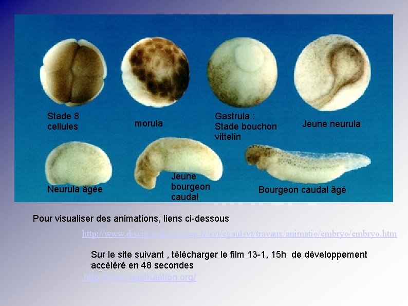 Stade 8 cellules Gastrula : Stade bouchon vittelin morula Neurula âgée Jeune bourgeon caudal