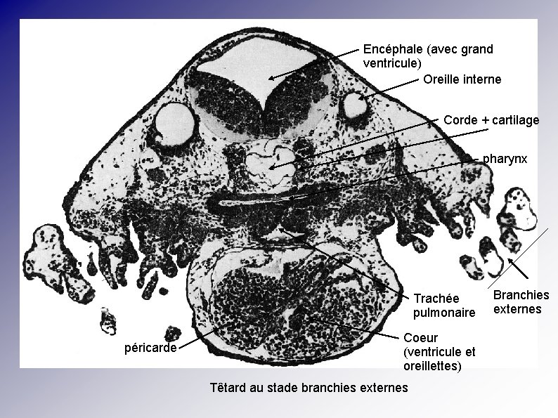 Encéphale (avec grand ventricule) Oreille interne Corde + cartilage pharynx Trachée pulmonaire péricarde Coeur