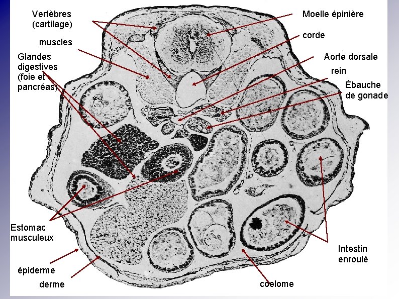 Vertèbres (cartilage) Moelle épinière corde muscles Glandes digestives (foie et pancréas) Aorte dorsale rein