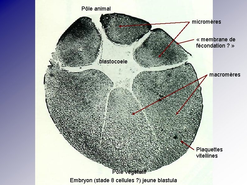 Pôle animal micromères « membrane de fécondation ? » blastocoele macromères Plaquettes vitellines Pôle