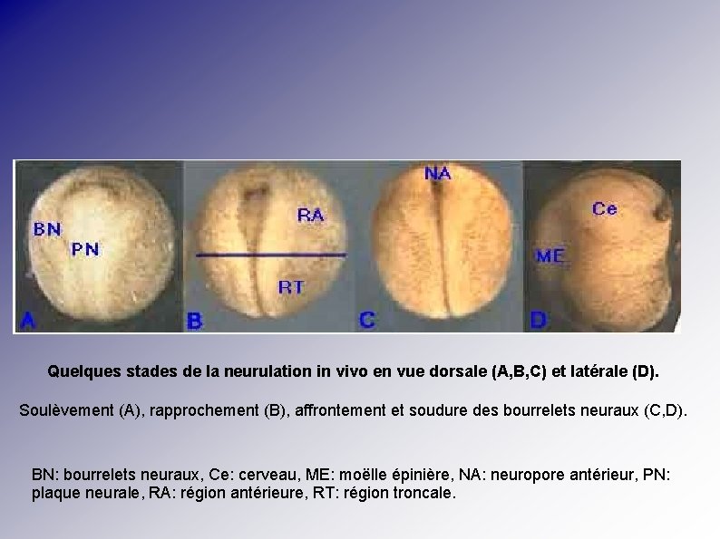 Quelques stades de la neurulation in vivo en vue dorsale (A, B, C) et