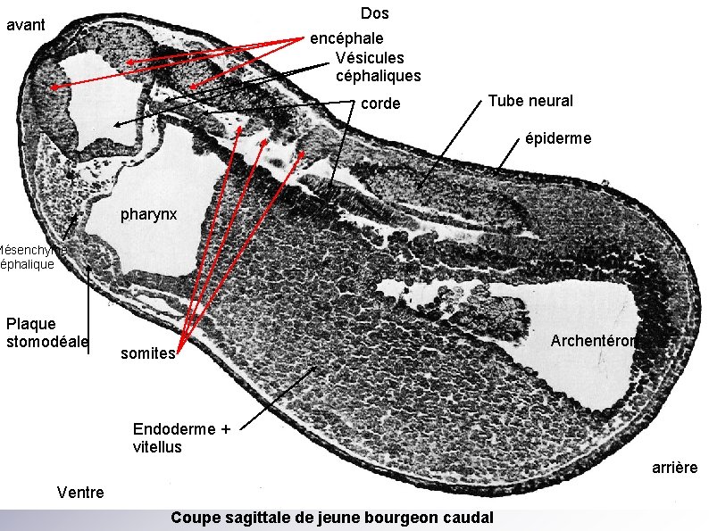Dos avant encéphale Vésicules céphaliques corde Tube neural épiderme pharynx Mésenchyme éphalique Plaque stomodéale