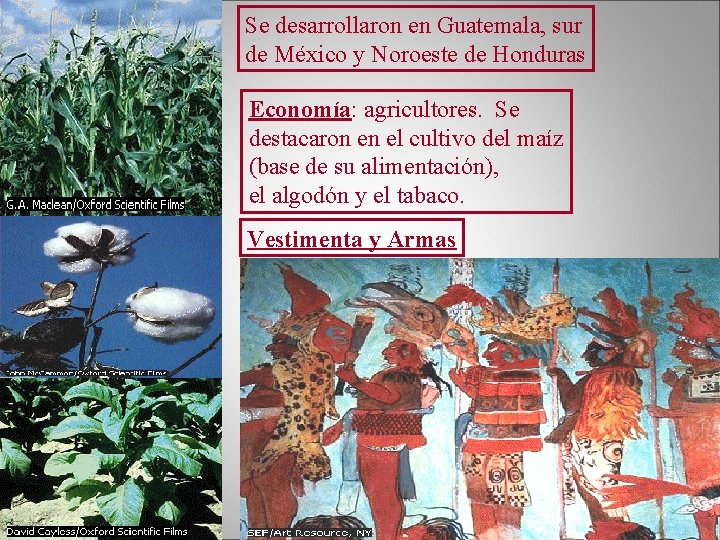 Se desarrollaron en Guatemala, sur de México y Noroeste de Honduras Economía: agricultores. Se