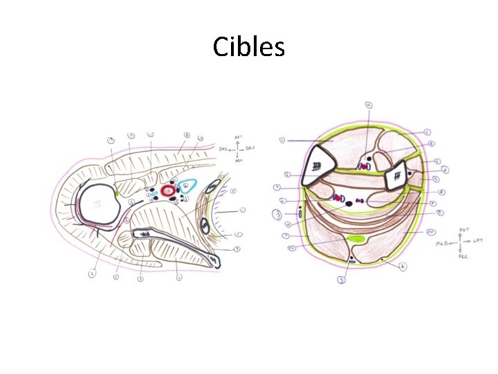 Cibles 