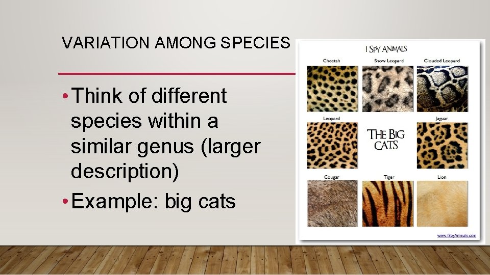 VARIATION AMONG SPECIES • Think of different species within a similar genus (larger description)