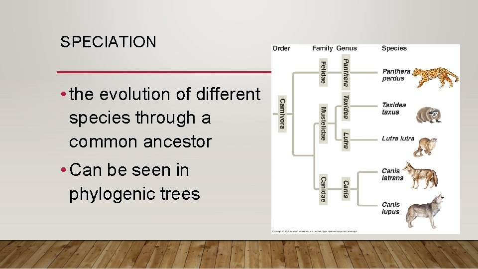 SPECIATION • the evolution of different species through a common ancestor • Can be