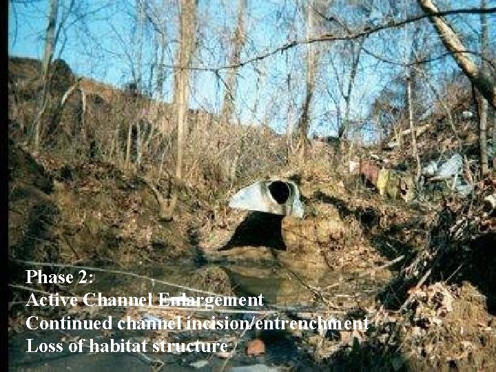 Phase 2: Active Channel Enlargement Continued channel incision/entrenchment Loss of habitat structure 