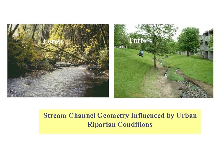 Forest Turf Stream Channel Geometry Influenced by Urban Riparian Conditions 